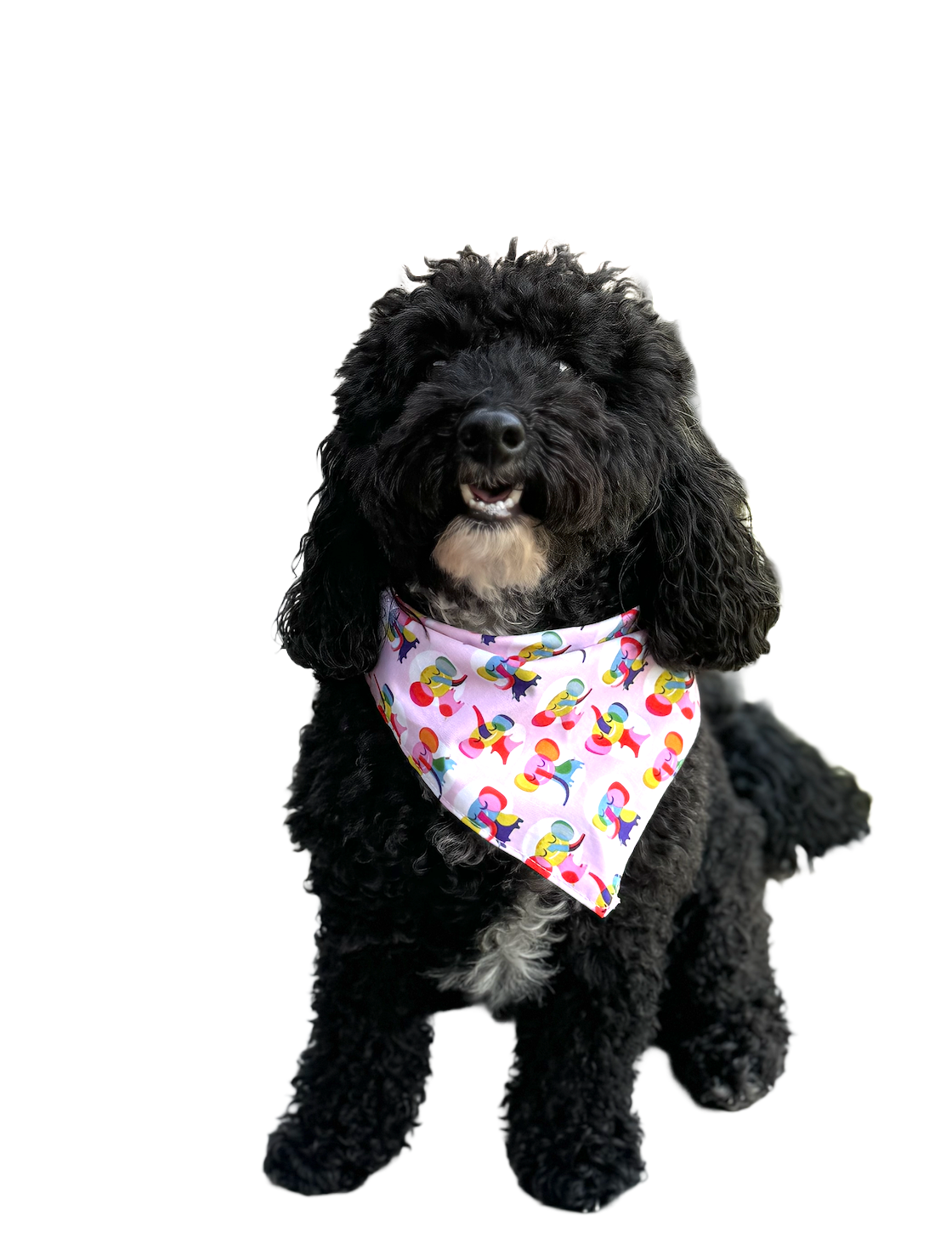Mylo Photo